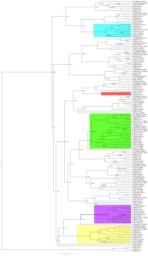 thumnail for Figure S3 10 species tree.pdf