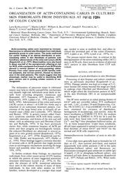thumnail for Kopelovich et al. - 1980 - Organization of actin‐containing cables in culture.pdf