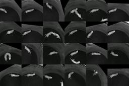 thumnail for Supplementary Video 2_ MoSeq syllable - forward dashing.mp4