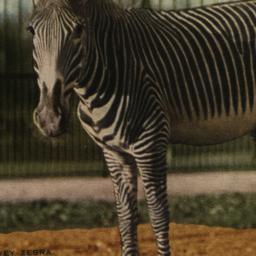 Grevey Zebra. New York Zool...