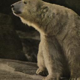 Polar Bear New York Zoologi...