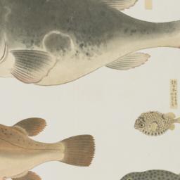 Group of Four Fish from the...