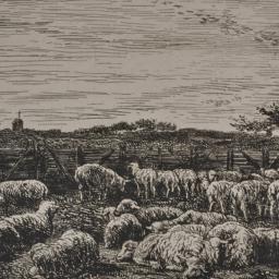 The Large Sheepfold, Morning