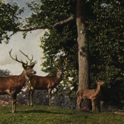Red Deer Herd. New York Zoo...