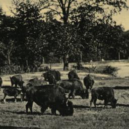 Buffalo Herd, New York Zool...