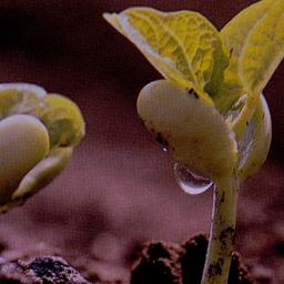 Sprounting plants.