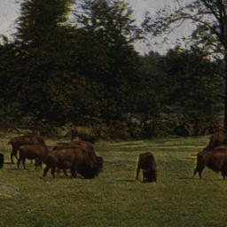 Buffalo Herd. New York Zool...