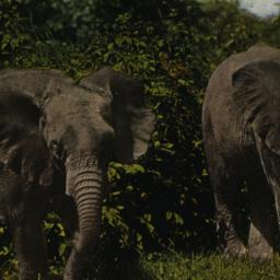 Pair of East African Elepha...