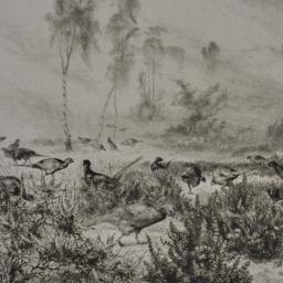 Pheasants at Dawn