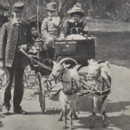 Goat Carriage Central Park,...