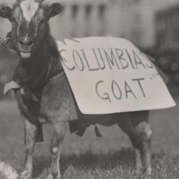 Columbia Goat