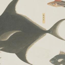 Group of Five Fish from the...