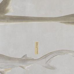 Group of Four Fish from the...