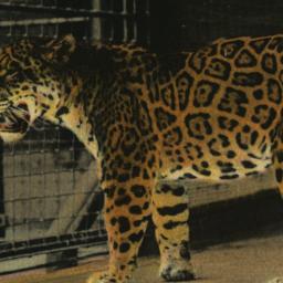Jaguar, Señor Lopez New Yor...