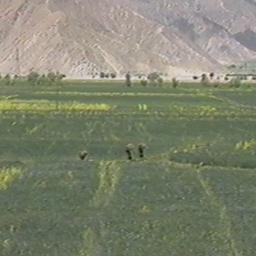 The
Development of Agri...
