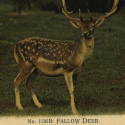 Fallow Deer. New York Zoolo...