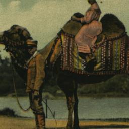 Riding Animals, Camel. New ...