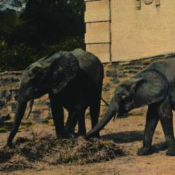 Young African Elephants, Ne...