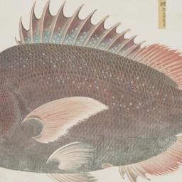 One Fish from the Shurin Te...