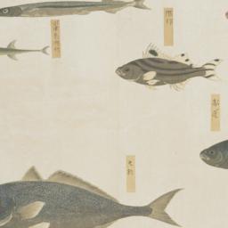 Group of Eight Fish from th...